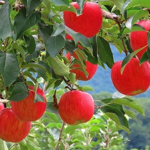 [초록자연] 부사 사과 10kg 고당도 고랭지 (41-50과)